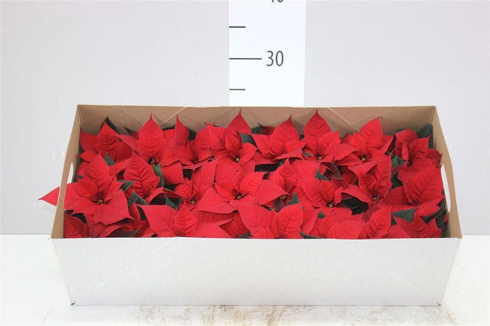 <h4>Euphorbia P Mini Chr Feelings</h4>