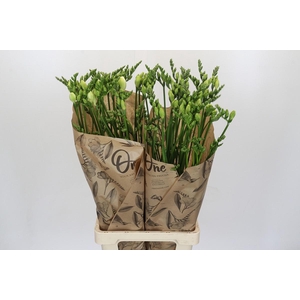 Freesia One White XXL