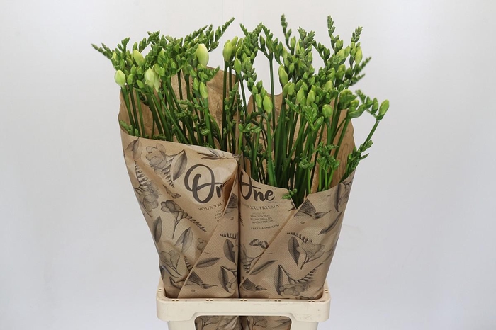 Freesia One Xxl White