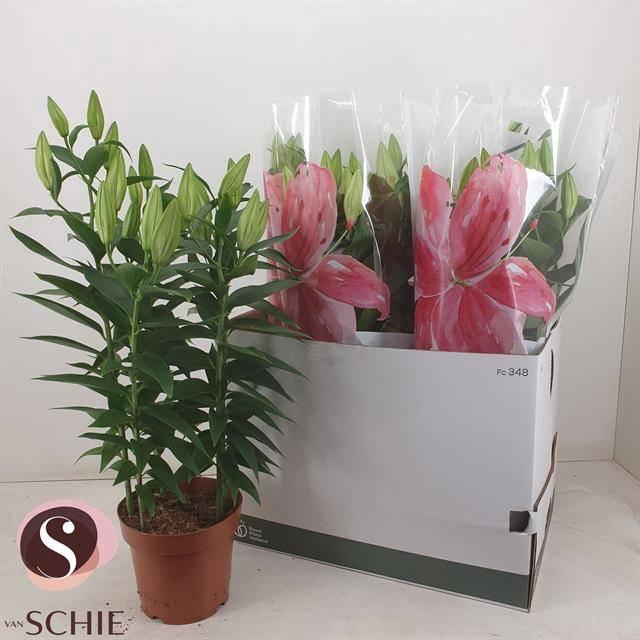 <h4>LIL OR WHI STARLIGHT</h4>