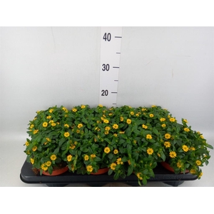 Sanvitalia  'Yellow Beauty'