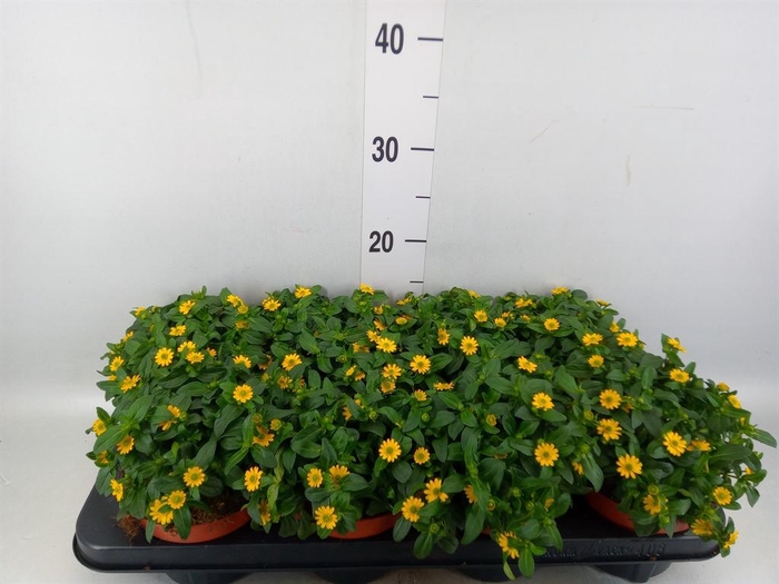<h4>Sanvitalia  'Yellow Beauty'</h4>