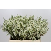Chamelaucium Ivory Pearl