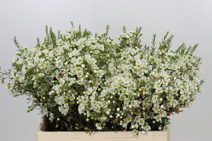 <h4>Chamelaucium Ivory Pearl</h4>
