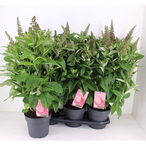 BUDD BFC LITTLE PINK
