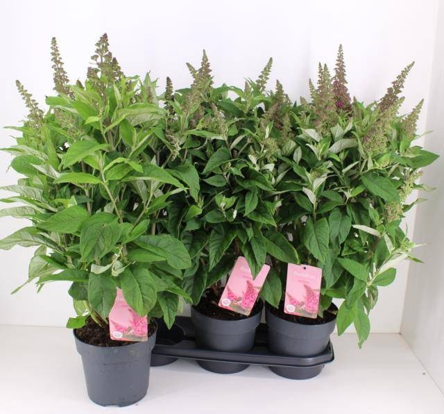 <h4>BUDD BFC LITTLE PINK</h4>