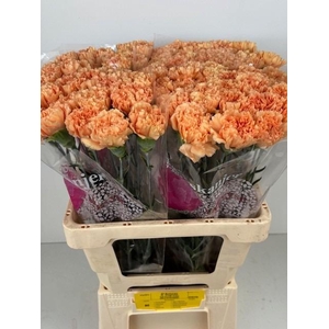 DI ST CARAMEL COWBOY