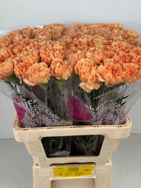 <h4>DI ST CARAMEL COWBOY</h4>