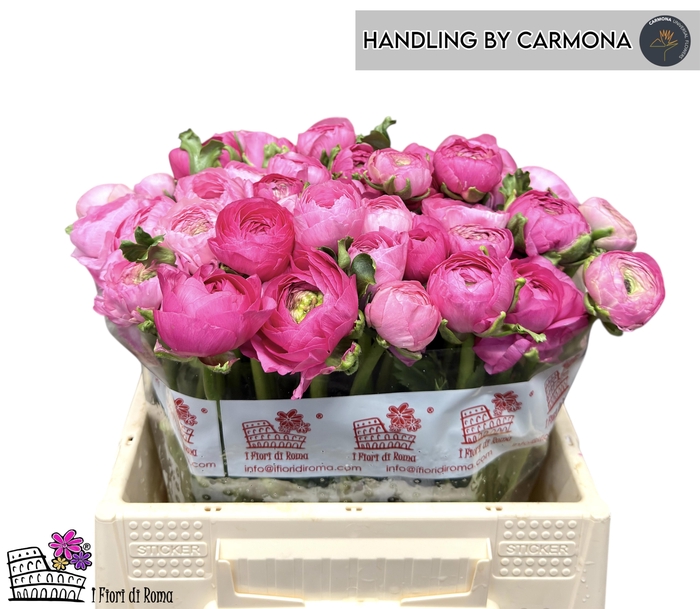 <h4>RAN EL DARK PINK</h4>