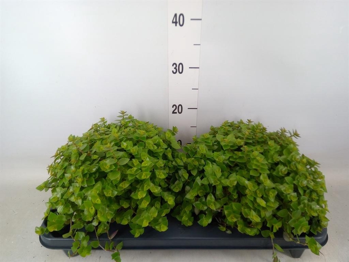 <h4>Callisia repens</h4>