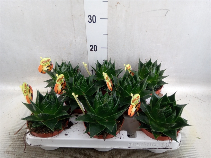 Aloe aristata 'Cosmo'