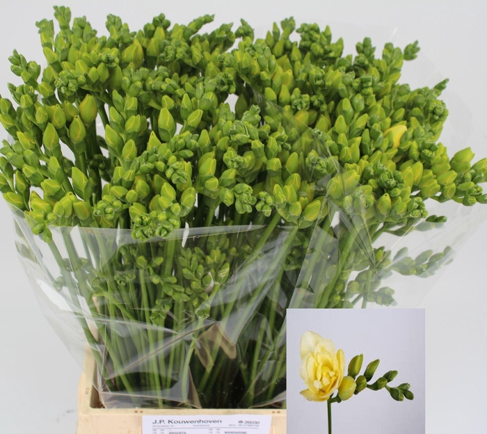 <h4>Freesia du Grandeur</h4>
