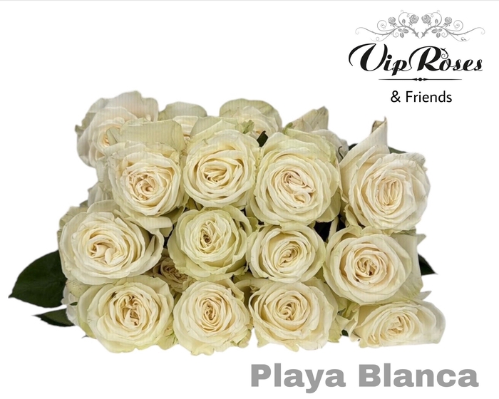 <h4>R GR PLAYA BLANCA</h4>