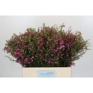 Chamelaucium Eden