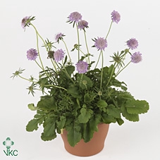 Scabiosa japonica 'Pink Diamonds'
