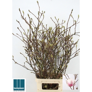 MAGNOLIA GRANDIFLORA