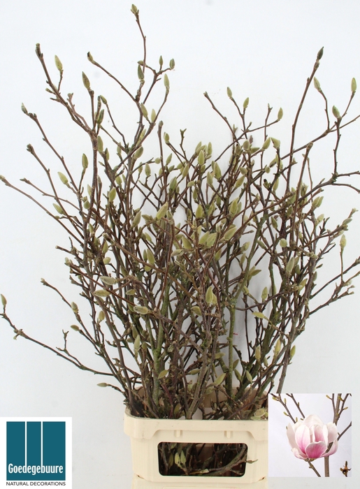 <h4>MAGNOLIA GRANDIFLORA</h4>