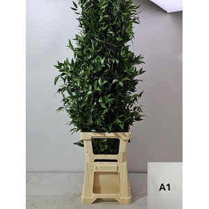 RUSCUS LANG PB 5 TAK