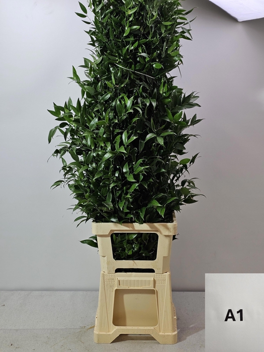 <h4>RUSCUS LANG PB 5 TAK</h4>