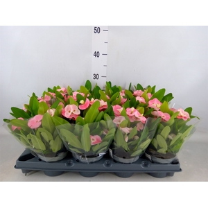 Euphorbia milii   ...