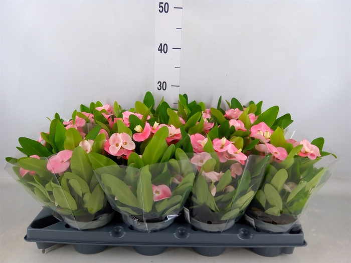 <h4>Euphorbia milii   ...</h4>