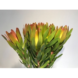 Leucadendron Ulka