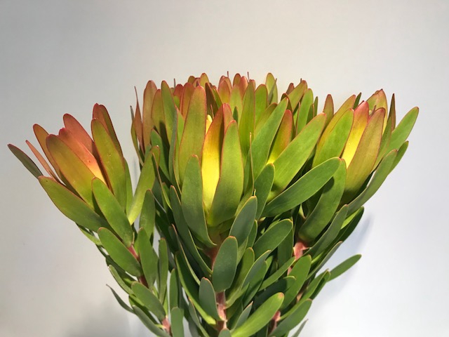 Leucadendron Ulka