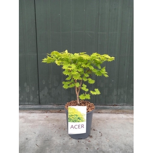 Acer shir. Aureum