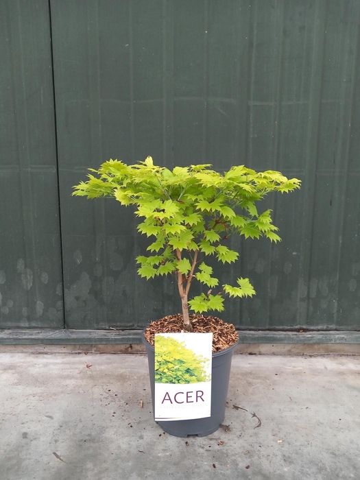 <h4>Acer shir. Aureum</h4>