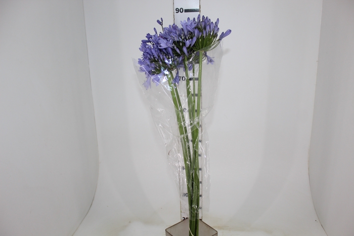 <h4>AGAPANTHUS LILAS</h4>