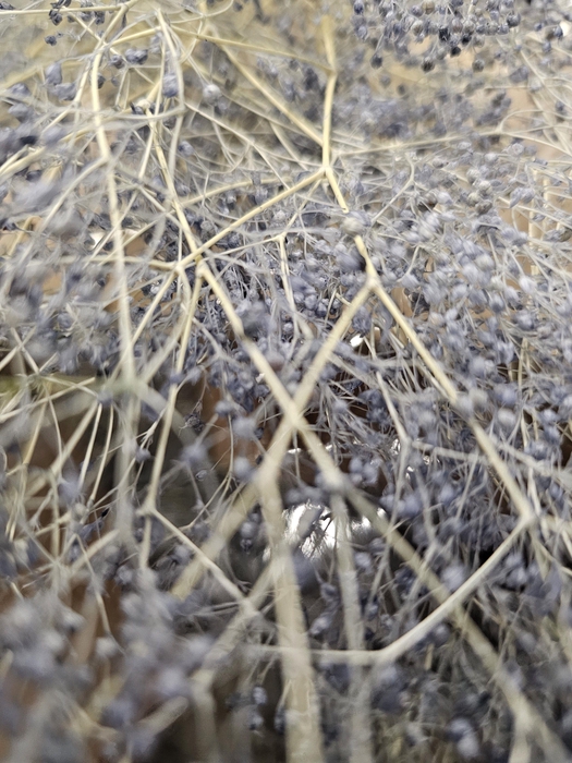 <h4>GESTABILISEERD GYPS MILLION STAR GRIJSBLAUW</h4>