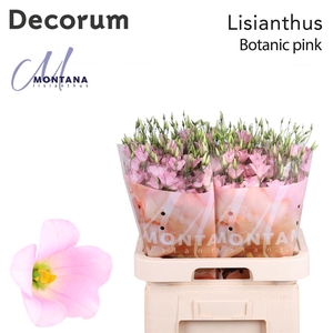 Eus E Botanic Pink