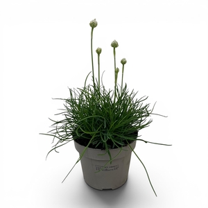 Armeria maritima 'Alba'