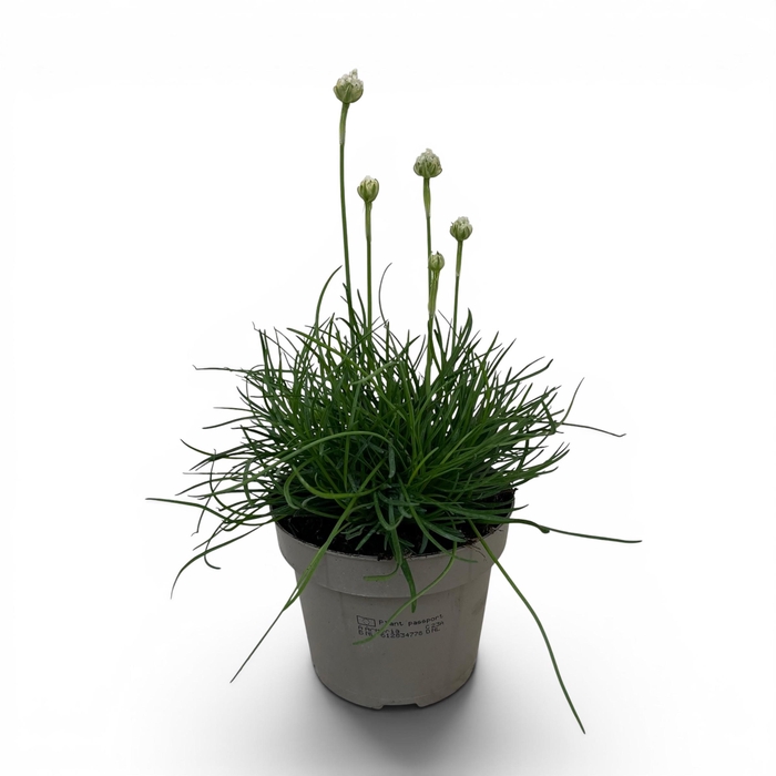 <h4>Armeria maritima 'Alba'</h4>