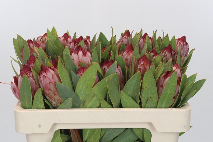<h4>Protea Robijn</h4>