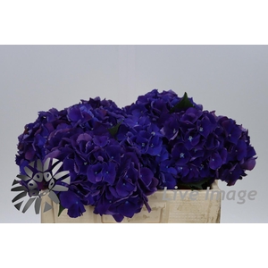 Hydrangea royal king