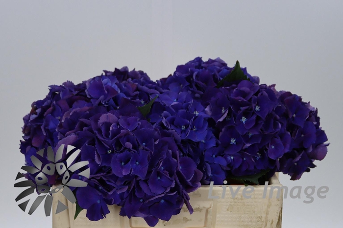 <h4>Hydrangea royal king</h4>