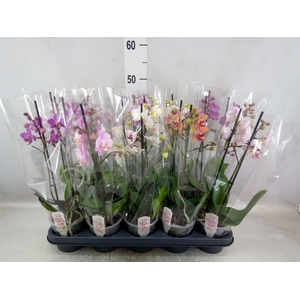 Phalaenopsis multi.   ...mix  5