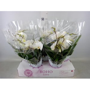 Phalaenopsis   ...white