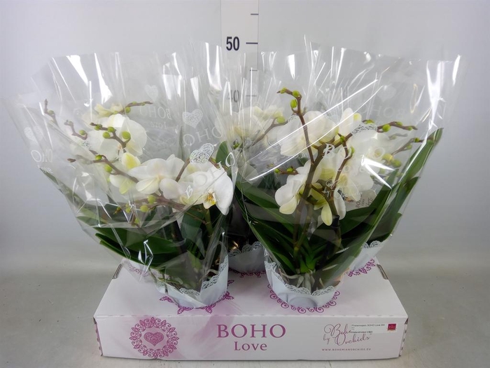 <h4>Phalaenopsis   ...white</h4>
