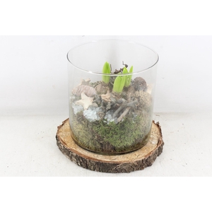 arr4 Hyacint MB - Hout schijf cilinder XL