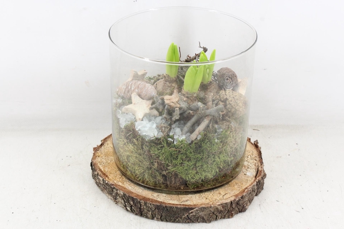 <h4>arr4 Hyacint MB - Hout schijf cilinder XL</h4>