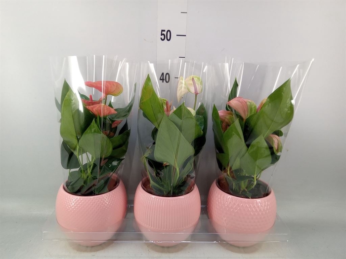 <h4>Anthurium   ...mix</h4>
