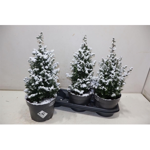 Cham Th Top Point + Snow