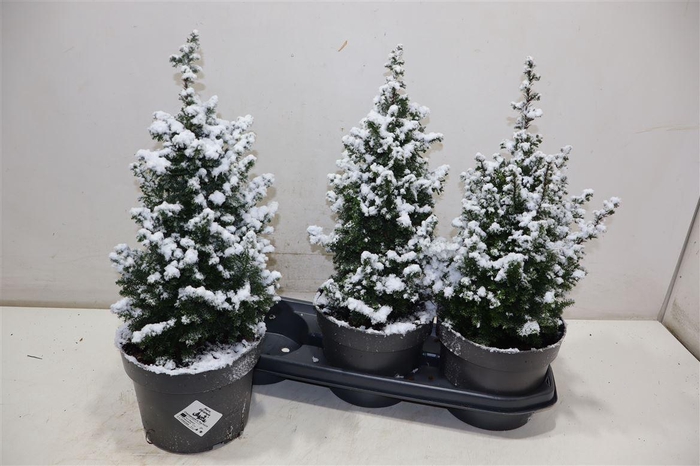 <h4>Cham Th Top Point + Snow</h4>