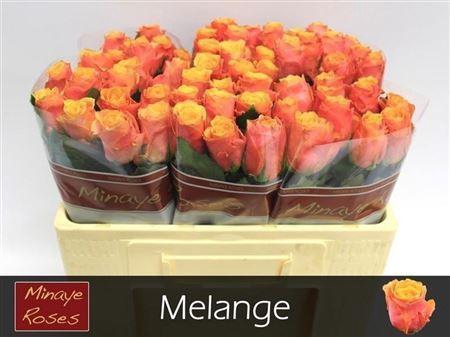 <h4>R Gr Melange</h4>