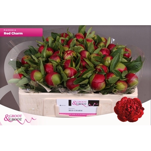 Paeonia Red Charm | Heavy Quality