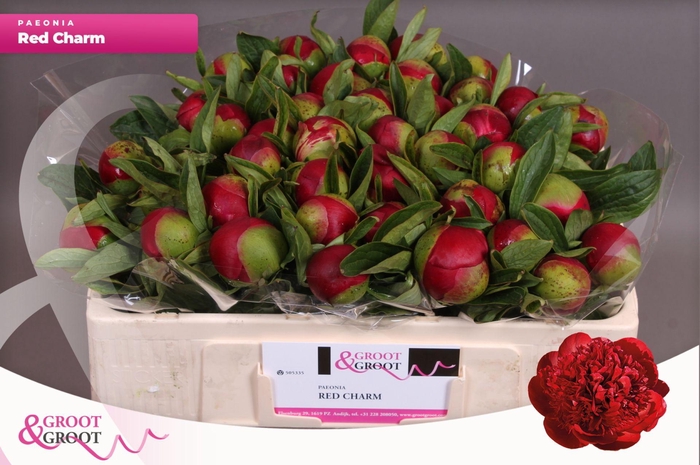 <h4>Paeonia Red Charm | Heavy Quality</h4>