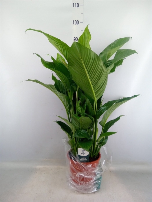 <h4>Spathiphyllum  'Sweet Lauretta'</h4>