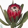 Protea Barbigera Ruby Princess Air